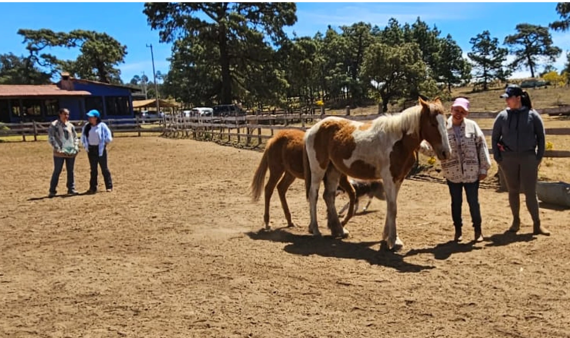 Talleres grupales con caballos